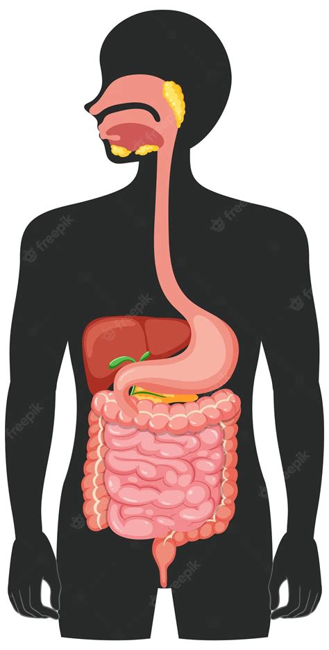 Human Body Clip Art by Phillip Martin, Digestive System - Clip Art Library