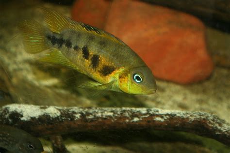 Breeding Pair Trouble | Cichlid Fish Forum