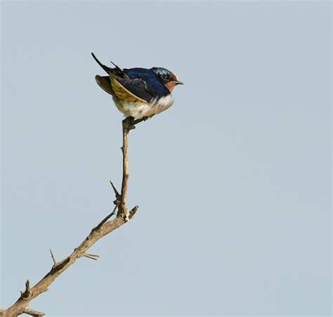 Bird Perched On Branch · Free Stock Photo