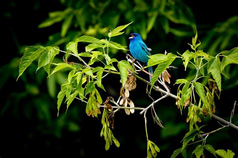 Feather Tailed Stories: Indigo Bunting