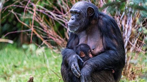 Chester Zoo announces birth of critically endangered Western chimpanzee ...