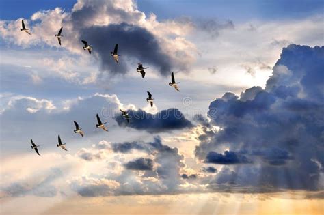 295 Geese Flying V Formation Stock Photos - Free & Royalty-Free Stock ...