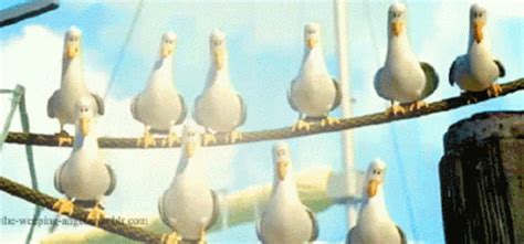 Mine Seagulls GIF - Mine Seagulls - Discover & Share GIFs