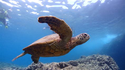 Best North Shore Snorkeling in Oahu