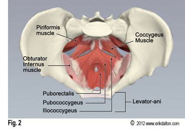 pelvic floor trims coccyx work | body work | Pinterest | Floor trim and ...