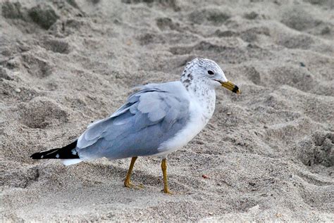 Ring-Billed Gull