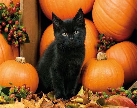 Black Kitten And Halloween Pumpkins Wallpapers - Wallpaper Cave