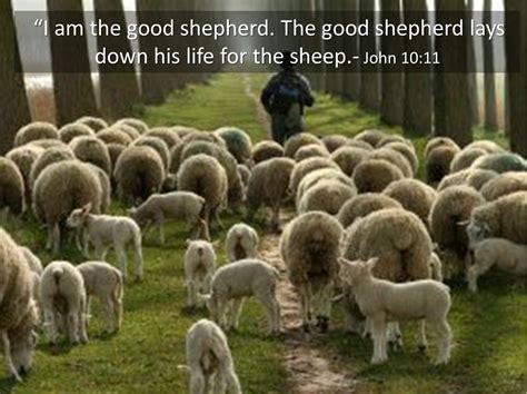 HOW IN THE WORLD!!: I Am The Good Shepherd (John 10:11-23) refracted ...