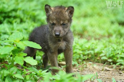 Mexican Gray Wolf Pups Turn Two Months Old – Wolfdog UK