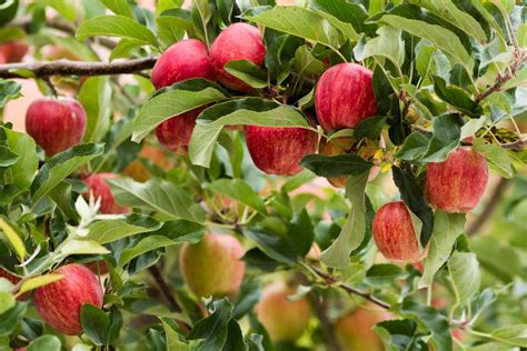 Royal Gala Apple Trees - Malus Domestica Royal Gala Hedging | Harrods ...