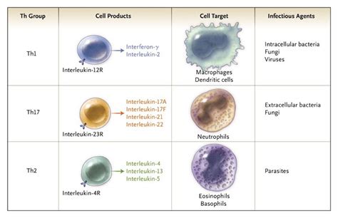 Helper T Cell