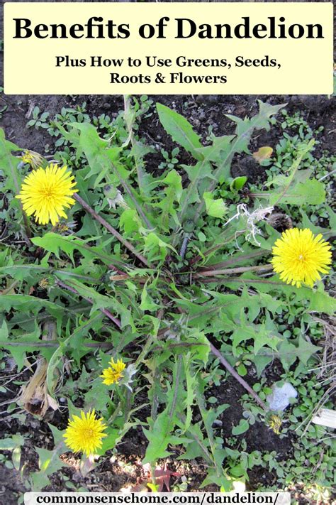 Benefits of Dandelions & How to Use Them