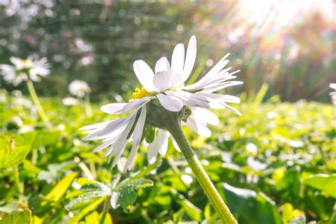 "Bellis Perennis" Images – Browse 1,067,041 Stock Photos, Vectors, and Video | Adobe Stock