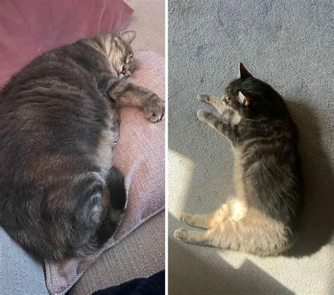 30 Heartwarming Fat Cat Weight Loss Transformations