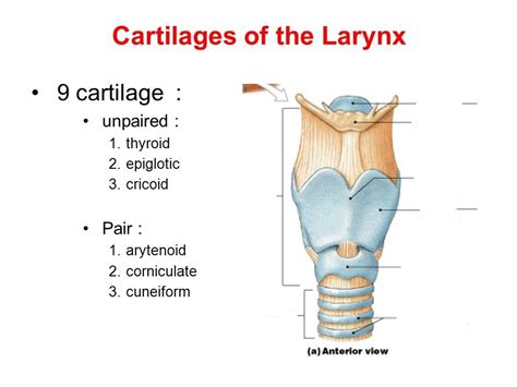 Anatomy Of The Larynx Diagram Quizlet | The Best Porn Website