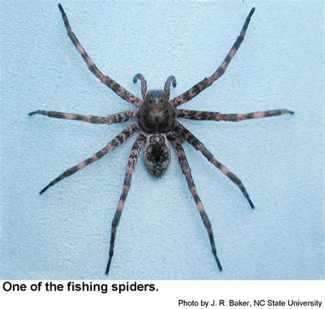 Fishing Spiders and Wolf Spiders | NC State Extension Publications