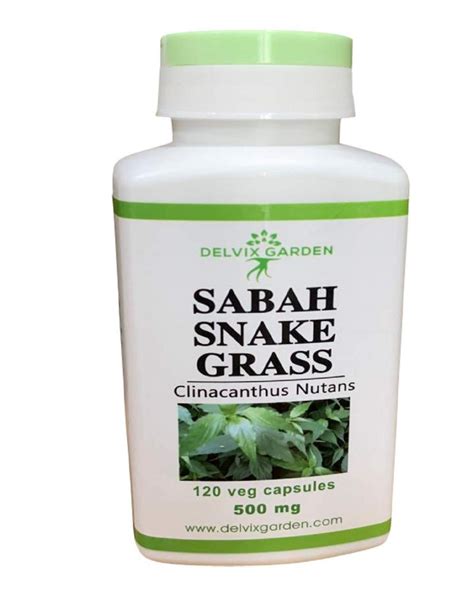 27 Sabah Snake Grass Benefits And Medicinal Uses - Booboone.com