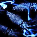5 Examples of Bioluminescence in Nature – LEED Points