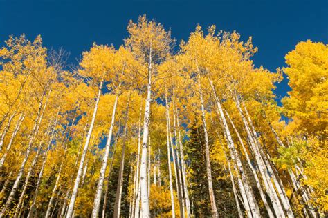 Autumn Aspens in Colorado - Shawn Beelman Photography