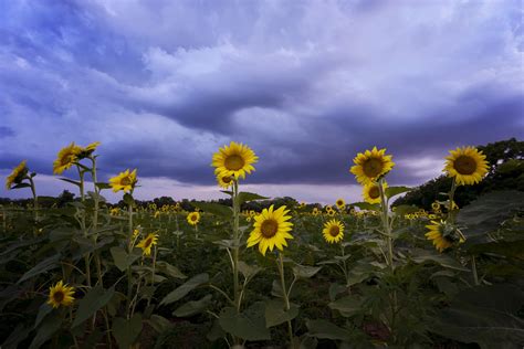 sunflower field