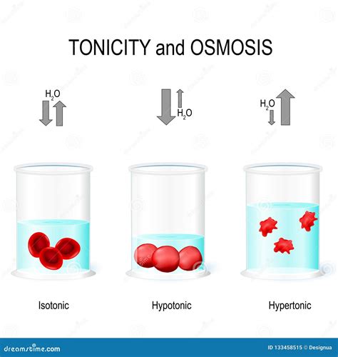 Isotonic, Hypotonic and Hypertonic Solutions Effects on Animal C Stock Vector - Illustration of ...