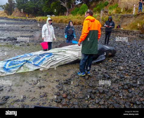 Stranded pilot whale beached at the northern tip of New Zealand's South ...