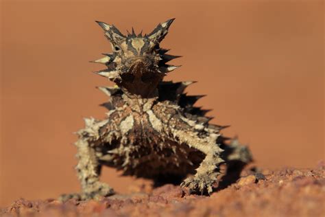 Australian Lizards – Herping the Thorny Devil – Quolling Around