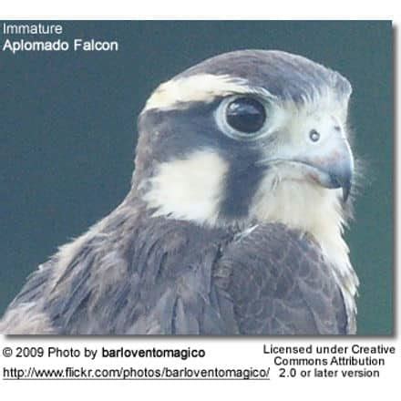 Aplomado Falcon (Falco femoralis) | Earth Life