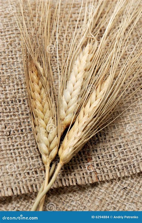 Close up shot of wheat stock photo. Image of ingredient - 6294884