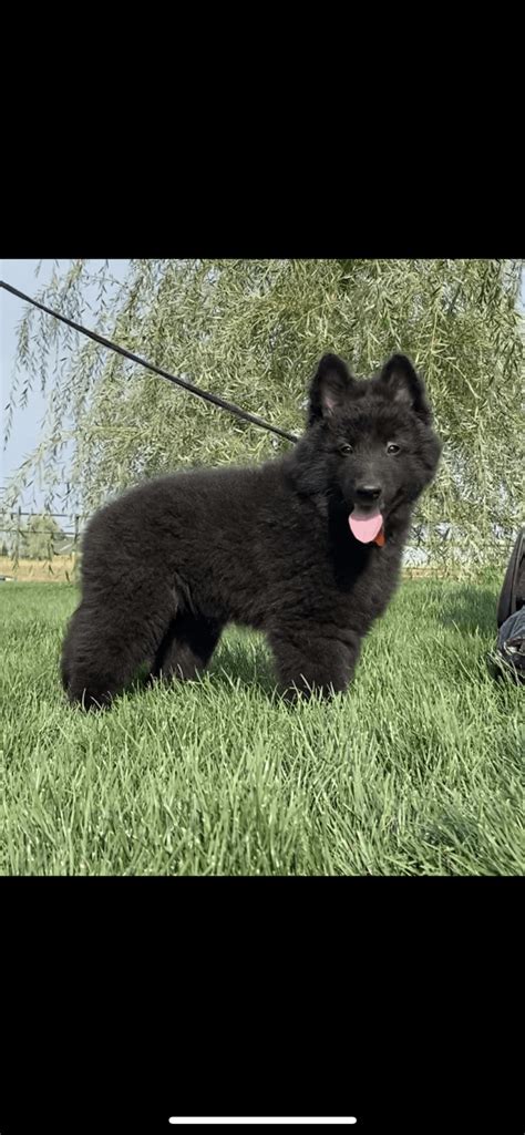 Belgian Shepherd Dog (Groenendael) Puppies For Sale | Meridian, ID #335173