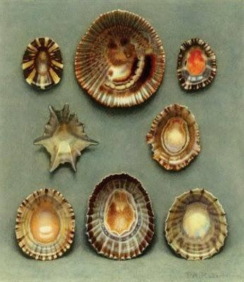 Vintage limpet print | Sea shells, Shells, Seashells photography
