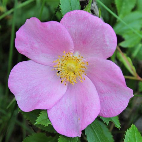 7 Kinds of PINK Wildflowers in Washington (state) - Bird Watching HQ