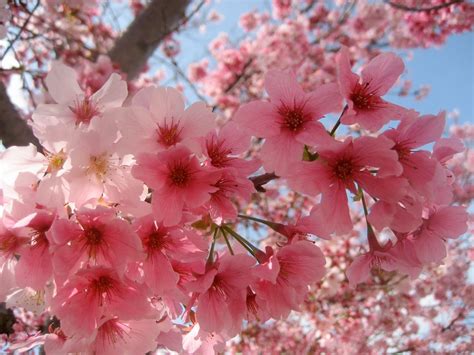 Random Thoughts: Memories of Japan: Cherry Blossom Viewing