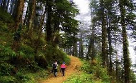 Chail Wildlife Sanctuary Travel Guide, About Chail Wildlife Sanctuary Tourism (2024) - TripClap