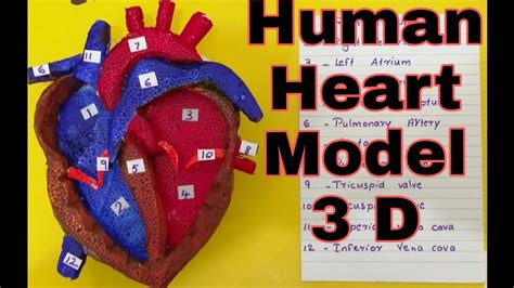 Human Heart 3D Model | School science project model for students | The4Pillars - YouTube