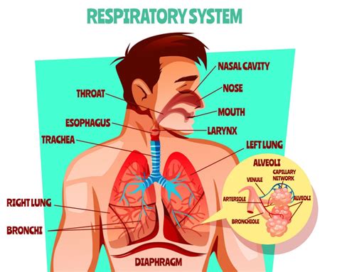 Human respiratory system essay (400 Words) - PHDessay.com