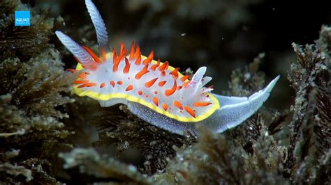 Nudibranquios: conocidos como babosas marinas | Fundación Aquae