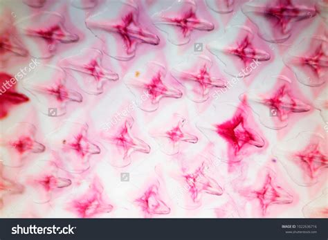 19 Placoid Scales Images, Stock Photos & Vectors | Shutterstock