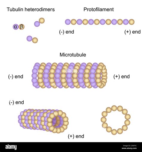 Microtubules hi-res stock photography and images - Alamy