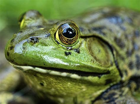 List Of Toad Species