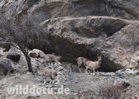 Wildlife in the Darwaz Mountains of Tajikistan – Ralfs' Wildlife and ...