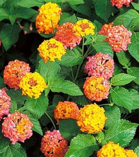 Lantana Miss Huff - ANNUAL PLANTS