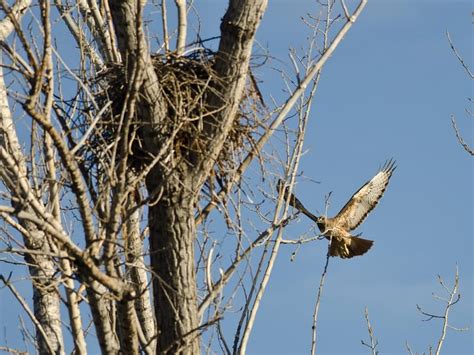 Red-tailed Hawk Nesting (Complete Guide) | Birdfact