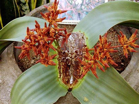 Welwitschia mirabilis (Tree Tumbo) | World of Succulents