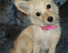 Pomchi (Pomeranian-Chihuahua mix) Info, Temperament, Puppies, Pictures