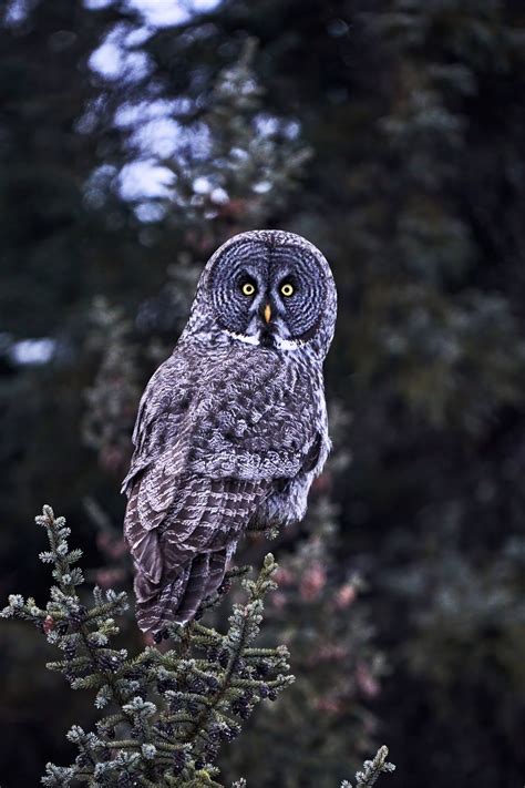 Great gray owl hunting | Smithsonian Photo Contest | Smithsonian Magazine