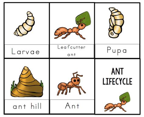 Ant Lifecycle Printable 2 ~ Preschool Printables | Insects preschool ...