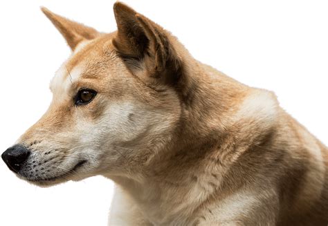 Dingo | National Zoo & Aquarium