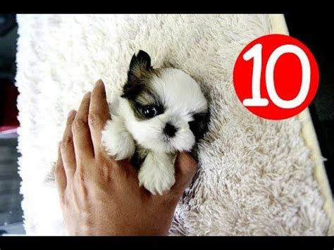 Top 10 Cutest Pocket Dog Breeds | Pocket dog, Dog breeds, Beagle dog breed