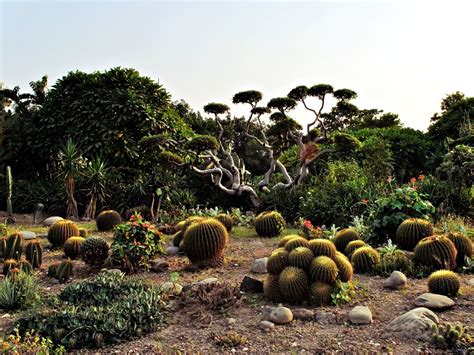 Cactus Garden, Chandigarh - Timings, Entry Fee, Best Time to Visit